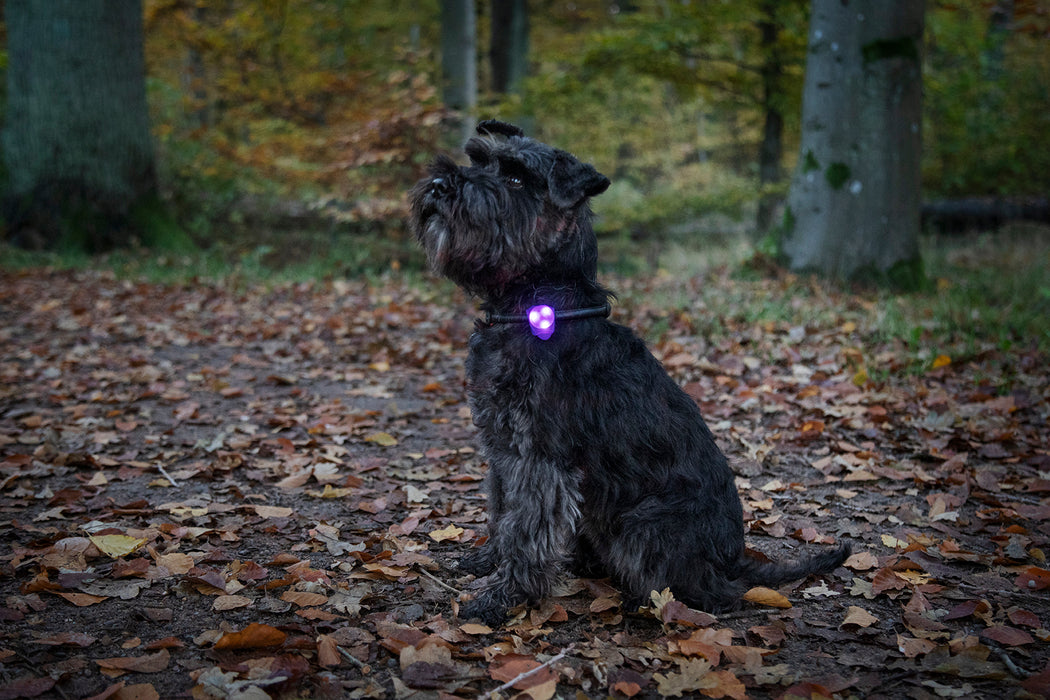 Dogman - blinklampa basic led orange