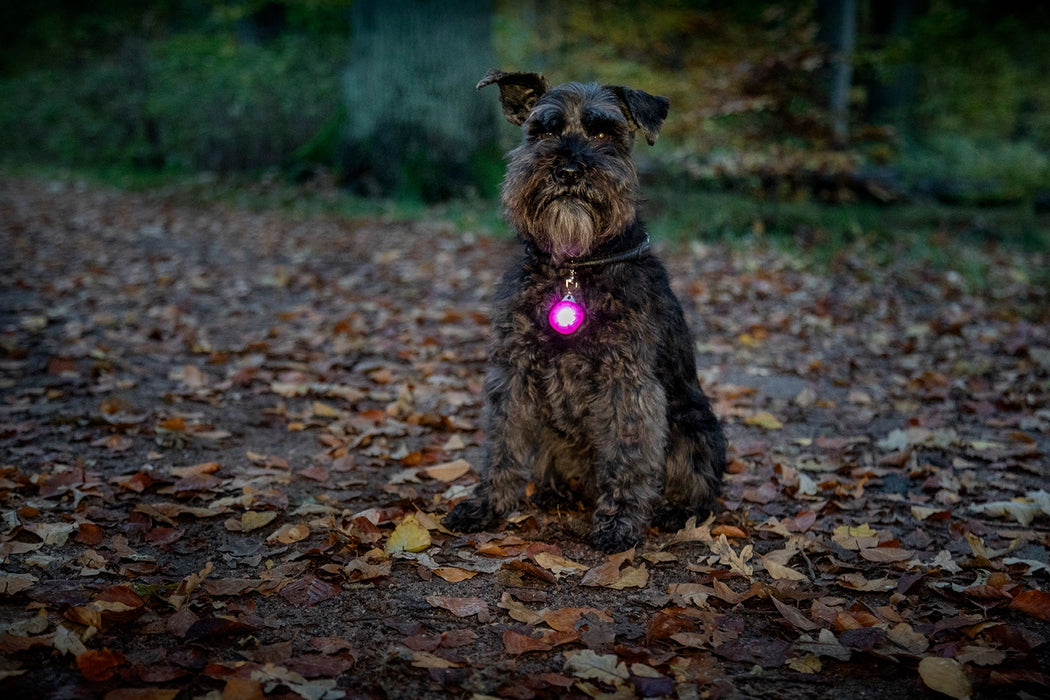 Dogman - blinklampa burger led blå