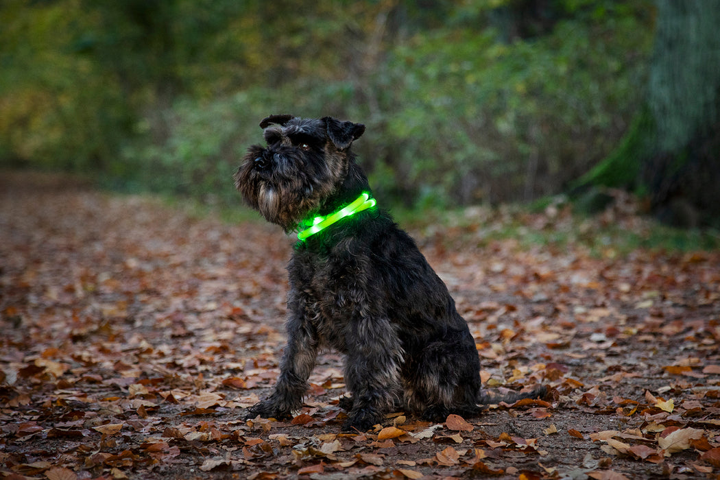 Dogman - blinkhalsband led lila