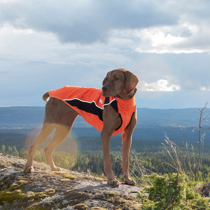 Back on Track - "eddie" hundtröja, orange