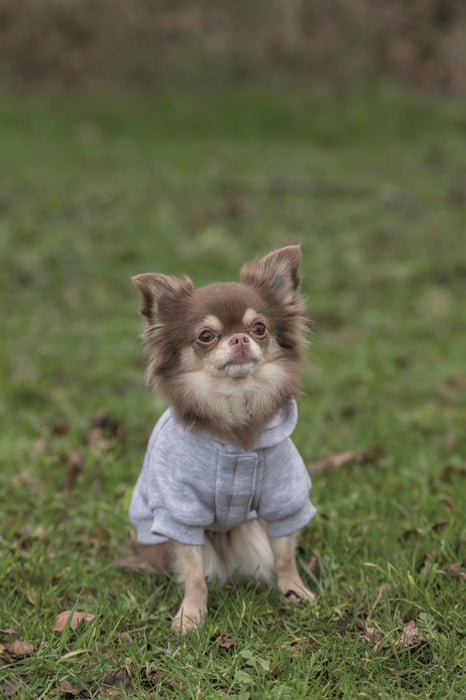 TRIXIE - rainbow falls hoodie ljusgrå xs 30cm - kläder för husdjur