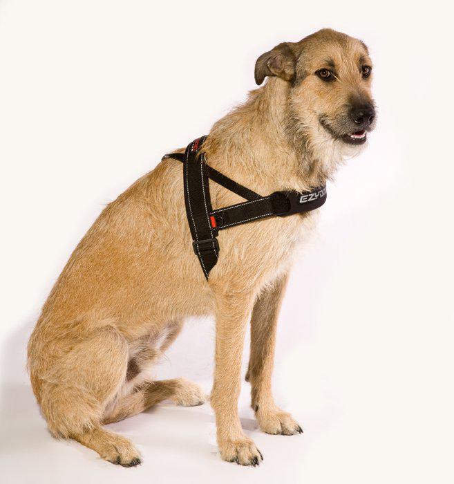 Ezydog - sele quickfit neopren svart xxs 2-3kg 'justerbar'