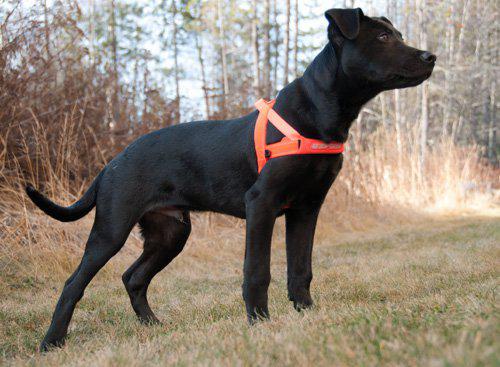 Ezydog - sele quickfit neopren orange xxs2-3kg 'justerbar'