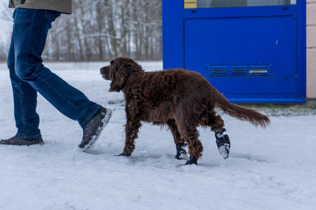 Ozami - långdistanssocka för hund 4st xxs svart