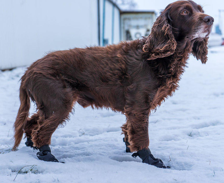 Ozami - långdistanssocka för hund 4st xs svart