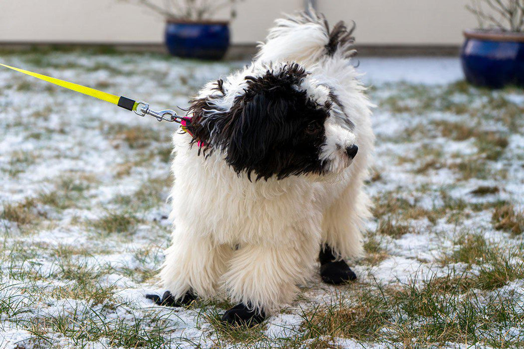 Ozami - långdistanssocka för hund 4st xs svart