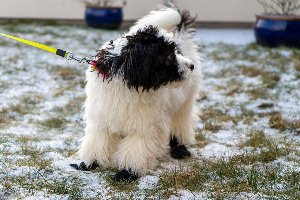 Ozami - långdistanssocka för hund 4st xs svart