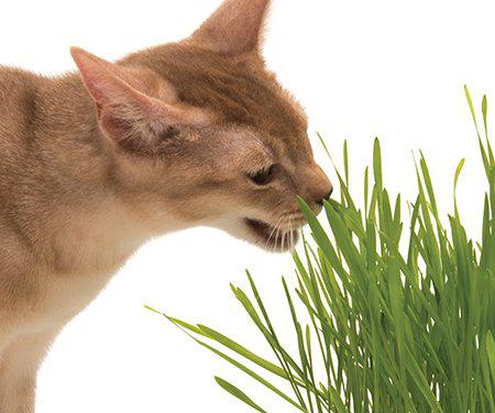 Catit - senses 2.0 grass planter