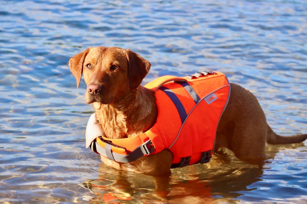 Active Canis - life jacket xs