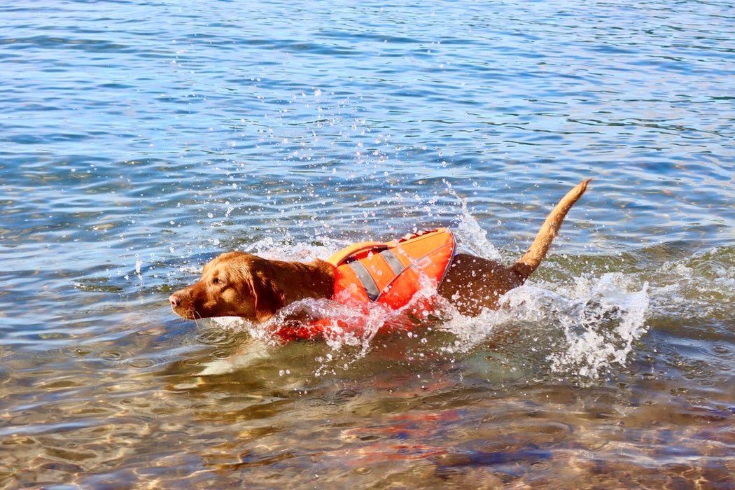 Active Canis - life jacket xs