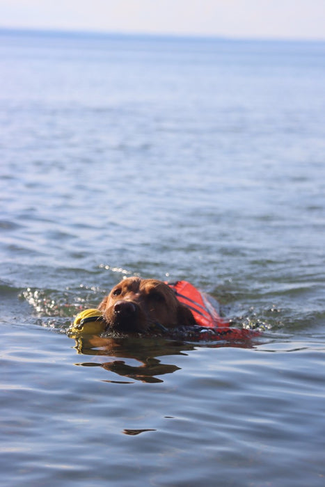 Active Canis - life jacket xxl