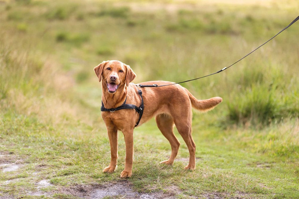 TRIXIE - lead'n'walk soft träningssele svart s-m 45-70cm 25mm