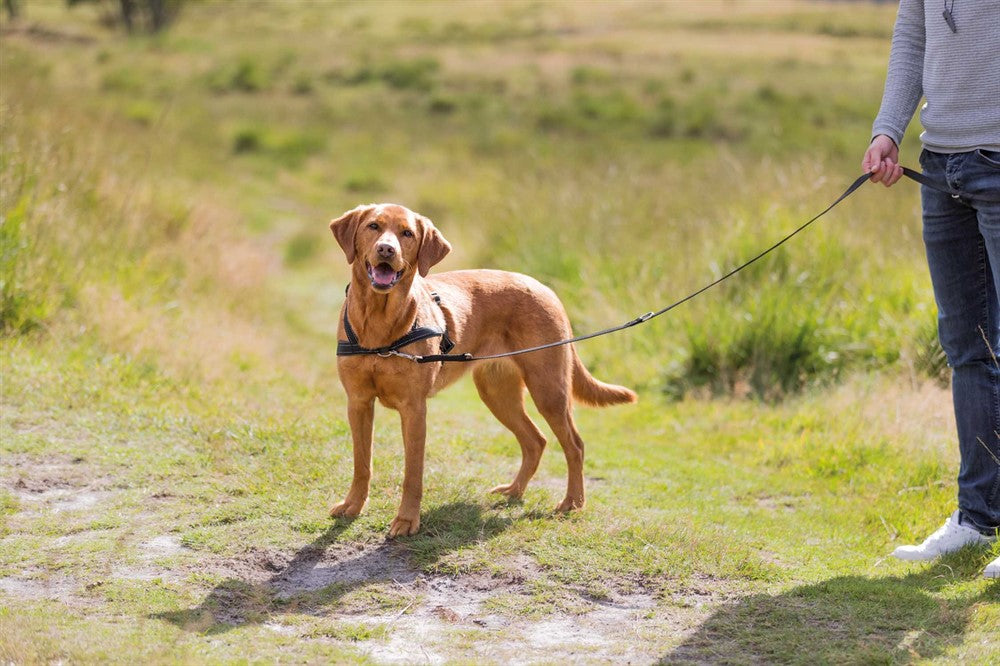 TRIXIE - lead'n'walk soft träningssele svart s-m 45-70cm 25mm