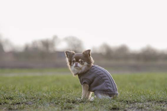 TRIXIE - kenton pullover m 50cm taupe - kläder för hundar