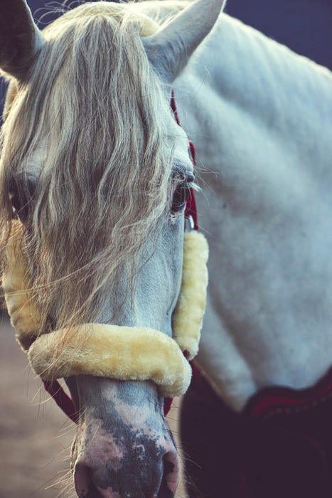 HorseGuard - nylon grimma med plysch röd