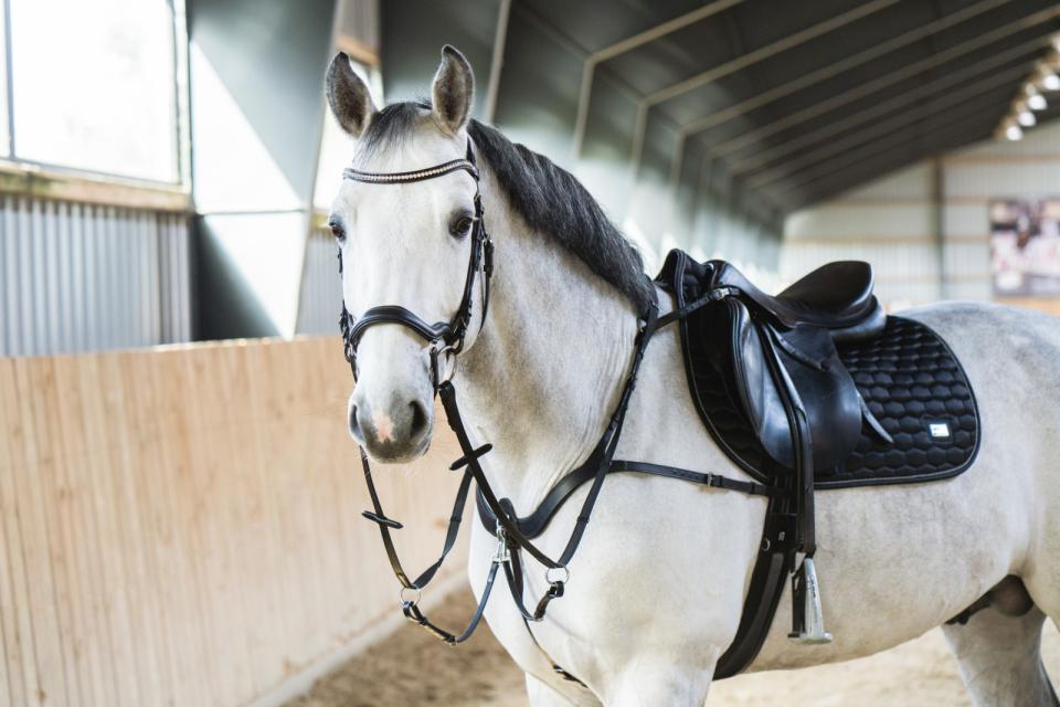 HorseGuard - hg level träns utan tyglar svart