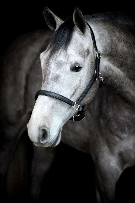 HorseGuard - sabine lädergrimma svart