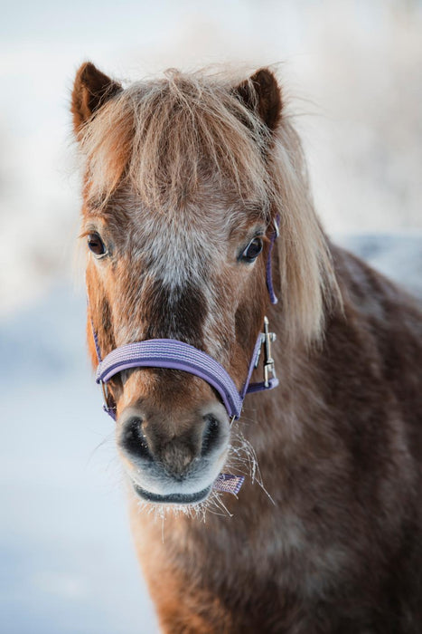 HorseGuard - mascha grimma montana grape